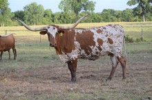 Brazos Rose Barb 641