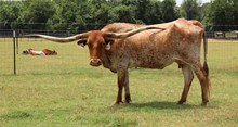 Brazos Carla 562